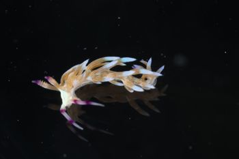 Media type: image;   Malacology 393738 Description: live specimen;
